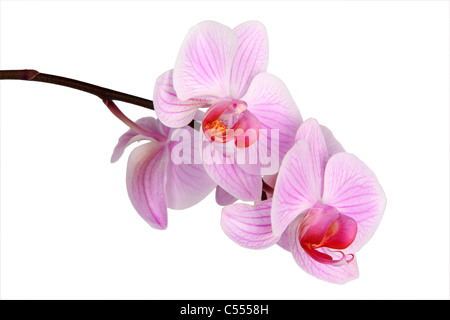 Rosa gestreifte Phalaenopsis Orchidee Stockfoto