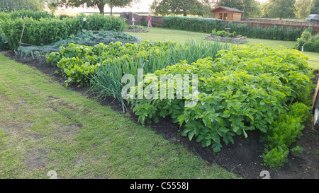 Reihen von grünen Pflanzen im Gemüsegarten, Yorkshire, Großbritannien Stockfoto