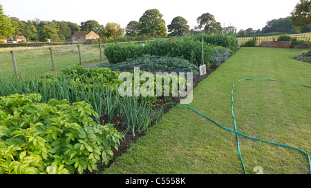 Gartenschlauch Bewässerung von Pflanzen im Gemüsegarten, Yorkshire, Großbritannien Stockfoto