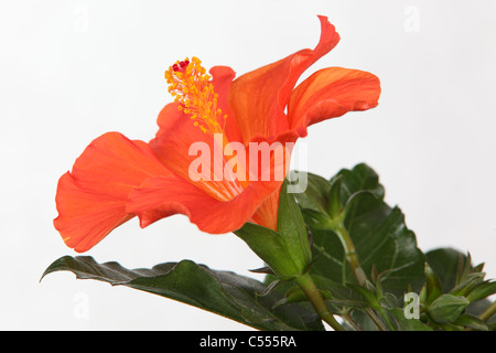 Rote Hibiskusblüten auf dem weißen Hintergrund isoliert Stockfoto