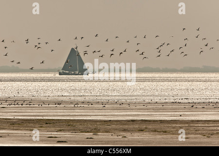 Die Niederlande, Ballum, Ameland Insel, gehört zum Wadden Sea Islands. Segelboote und Löffler fliegen. Stockfoto