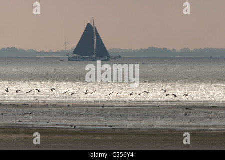 Die Niederlande, Ballum, Ameland Insel, gehört zum Wadden Sea Islands. Segelboote und Löffler fliegen. Stockfoto