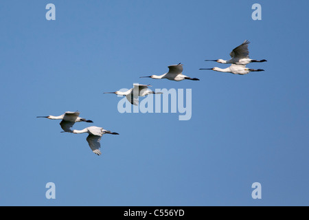 Die Niederlande, Ballum, Ameland Insel, gehört zum Wadden Sea Islands. UNESCO-Weltkulturerbe. Löffler fliegen. Stockfoto