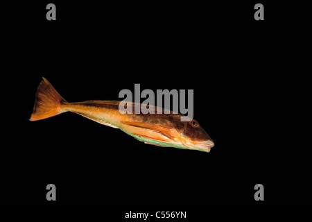 Die Niederlande, Nes, Ameland Insel, gehört zum Wadden Sea Islands. UNESCO-Weltkulturerbe. Fische im Aquarium. Roten Poon. Stockfoto