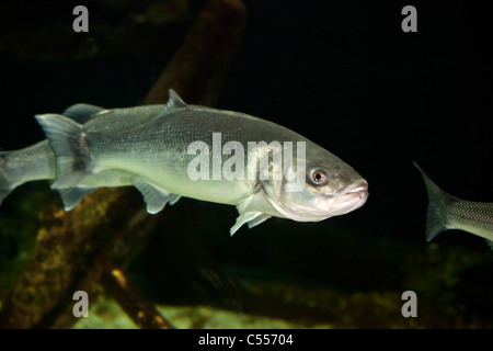 Die Niederlande, Nes, Ameland Insel, gehört zum Wadden Sea Islands. UNESCO-Weltkulturerbe. Fische im Aquarium. Stockfoto