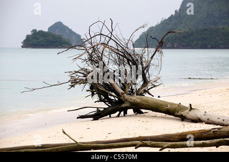 Baumstämme und Wurzeln der Bäume liegen am Strand auf Koh Poda Island, Krabi, Thailand Stockfoto