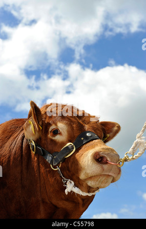 Nahaufnahme von einem Limousin-Stier am Halfter gegen blauen Himmel. Stockfoto