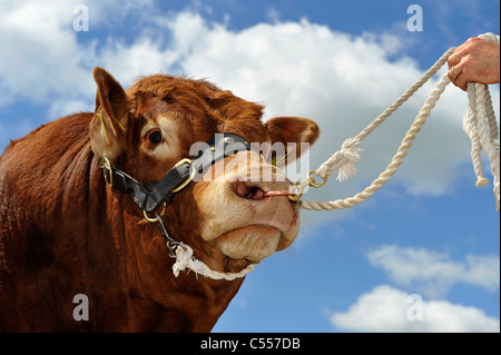 Nahaufnahme von einem Limousin-Stier am Halfter gegen blauen Himmel. Stockfoto