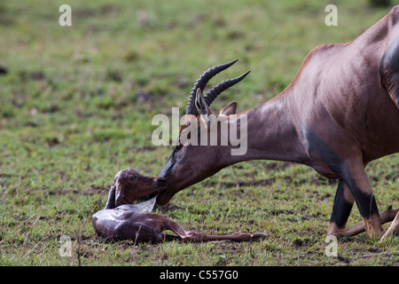 Closeup kniend Afrikanische Frauen Topi reinigt Ihr neugeborenes Kalb in Gras Savanne der Masai Mara in Kenia Stockfoto