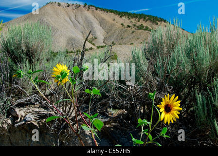 Sonnenblumen (Helianthus Annuus) wächst in einer Wüste, Colorado, USA Stockfoto
