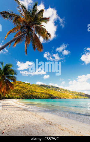 UNS, Virgin Islands, St. Thomas, Palmen des Magens Bay Stockfoto