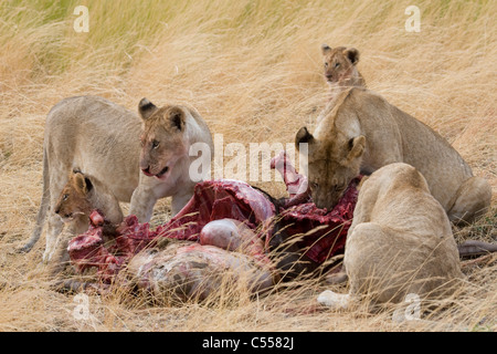 Stolz der Löwen (Panthera Leo) Fütterung auf eine Gnus, Masai Mara National Reserve, Kenia Stockfoto