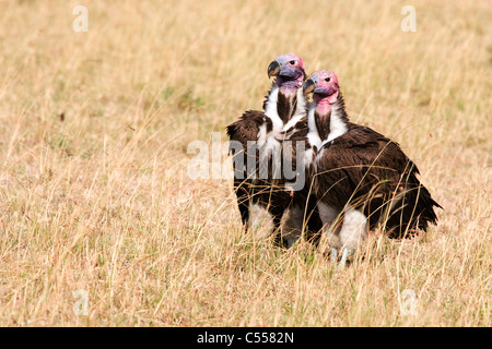 Zwei Geier konfrontiert Ohrengeier (Torgos Tracheliotos) in der Nähe von einem Kill, Masai Mara National Reserve, Kenia Stockfoto