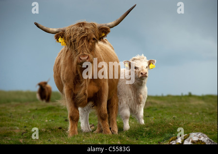 Highland-Kuh mit weißen gekreuzt Kalb bei Fuß. Stockfoto