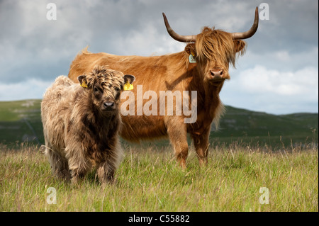 Highland Kuh mit Kalb bei Fuß auf Moorland. Stockfoto