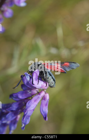 Sechs-Spot Burnet Motten immer Nektar von Tufted Vetch Blume im Feld. Worksop, Notts, England Zygaena Filipendulae Vicia cracca Stockfoto