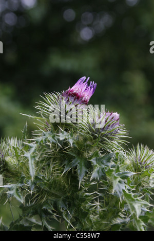 Marsh Distel im Feld. Worksop, Notts England Cirsium palustre Stockfoto