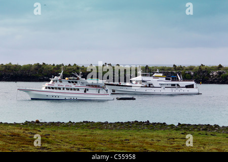 Luxus-Boote, Santa Cruz Island, Galapagos-Inseln, Ecuador Stockfoto