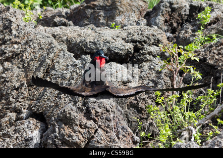 Herrliche Frigatebirds (Fregata magnificens) Verbreitung Flügel in Balz Ritual, Genovesa Tower Island, Galapagos-Inseln Stockfoto
