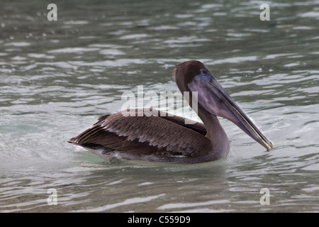 Brauner Pelikan Pelecanus Occidentalis im Meer, Genovesa Turm Insel, Galapagos-Inseln, Ecuador Stockfoto