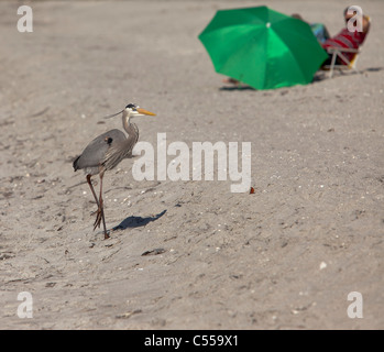 Great Blue Heron läuft am tropischen Sandstrand mit Menschen, die es zu betrachten Stockfoto