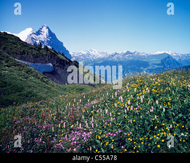 Schweiz, Kanton Bern, Berner Oberland, Grosse Scheidegg, Wildblumen auf Wiese Stockfoto