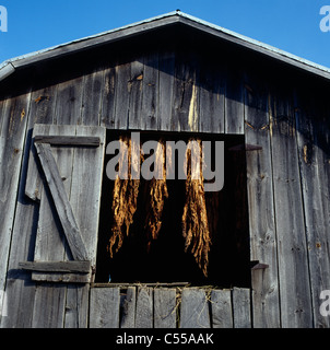 Tabak Trocknung in einer Scheune Fenster, North Carolina, USA Stockfoto