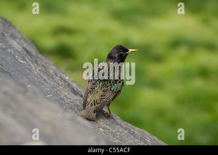 Gemeinsamen Starling (Sturnus Vulgaris), auch bekannt als European Starling stehend auf einem Felsen Stockfoto