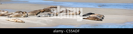 Den Niederlanden, Hollum auf Ameland, Insel, Wadden Sea Islands gehört. UNESCO-Weltkulturerbe. Robben am Strand. Stockfoto