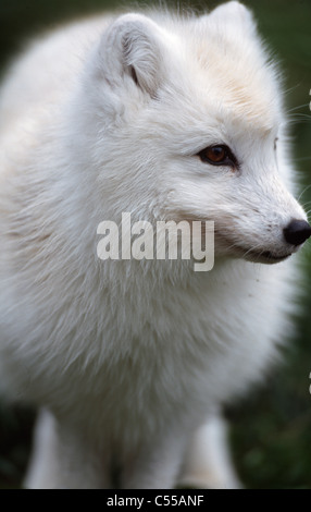 Nahaufnahme einer Polarfuchs stehend in einem Wald (Alopex Lagopus) Stockfoto