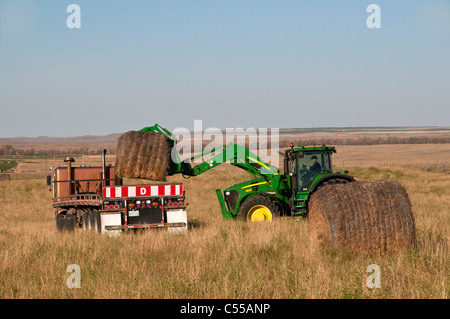 Heuballen geladen auf einem Traktor in einem Feld, Alberta, Kanada Stockfoto