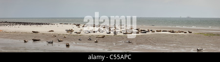 Die Niederlande, Nes, Ameland Insel, gehört zum Wadden Sea Islands. UNESCO-Weltkulturerbe. Seehunde auf Sandbank ruhen. Stockfoto