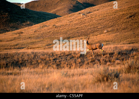 Maultierhirsch (Odocoileus Hemionus) in einem Feld, Grasslands National Park, Saskatchewan, Kanada Stockfoto