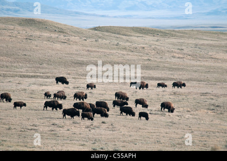 Plains Bisons (Bison Bison Bison) grasen auf der Wiese, Grasslands National Park, Saskatchewan, Kanada Stockfoto