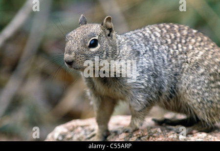 Nahaufnahme von einem entdeckt Grundeichhörnchen (Spermophilus Spilosoma) Stockfoto