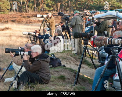 Die Niederlande, Otterlo, Nationalpark "De Hoge Veluwe. Fotografen die Bilder von Red Deer. Stockfoto