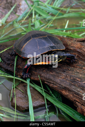 Nahaufnahme von einer östlichen gemalt Schildkröten (Chrysemys Picta) Stockfoto