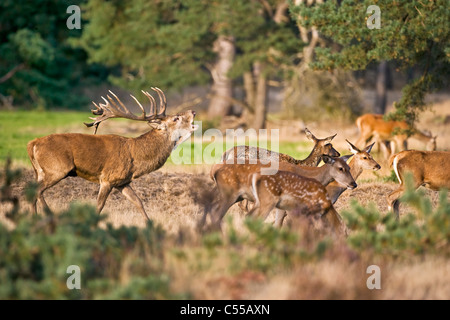 Die Niederlande, Otterlo, Nationalpark "De Hoge Veluwe. Red Deer (Cervus elaphus). Stockfoto