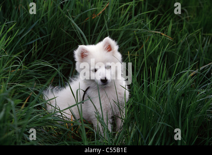 American Eskimo Hund sitzen auf Rasen Stockfoto