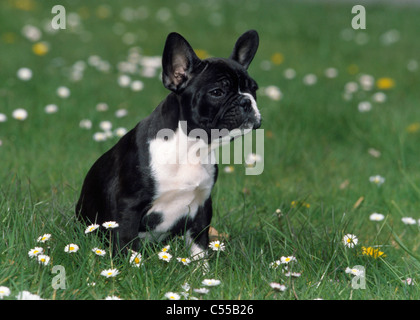Französische Bulldogge Stockfoto