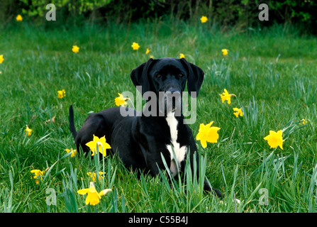 Die Deutsche Dogge im Grass liegen Stockfoto