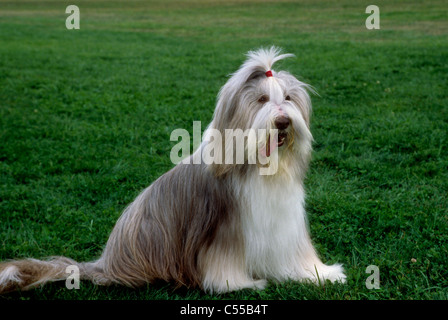 Bearded Collie auf Rasen sitzen Stockfoto