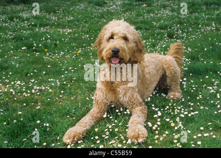 Goldendoodle liegen auf dem Rasen Stockfoto