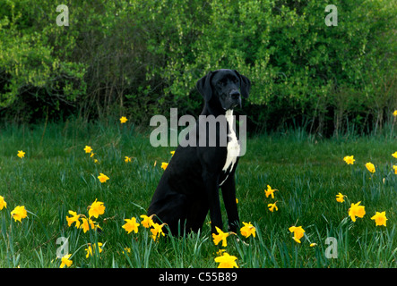 Die Deutsche Dogge auf Rasen sitzen Stockfoto