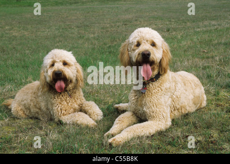 Goldendoodle liegend auf Rasen Stockfoto