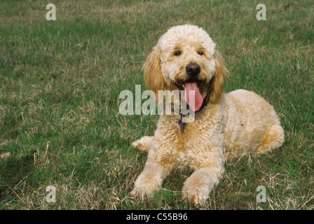 Goldendoodle liegen auf dem Rasen Stockfoto