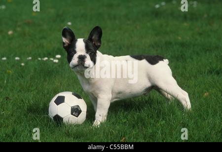 Porträt von französische Bulldogge mit Fußball Stockfoto