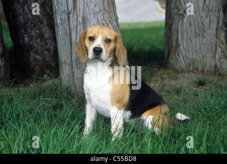 Porträt von Beagle Hund Stockfoto