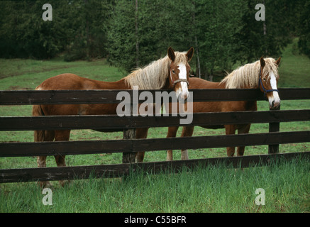 Zwei Pferde stehen in der Nähe von Zaun Stockfoto