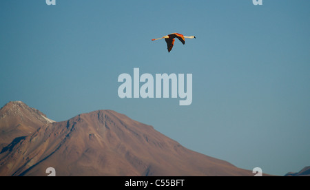 Chilenischer Flamingo im Flug über Atacama Wüste, Chile Stockfoto